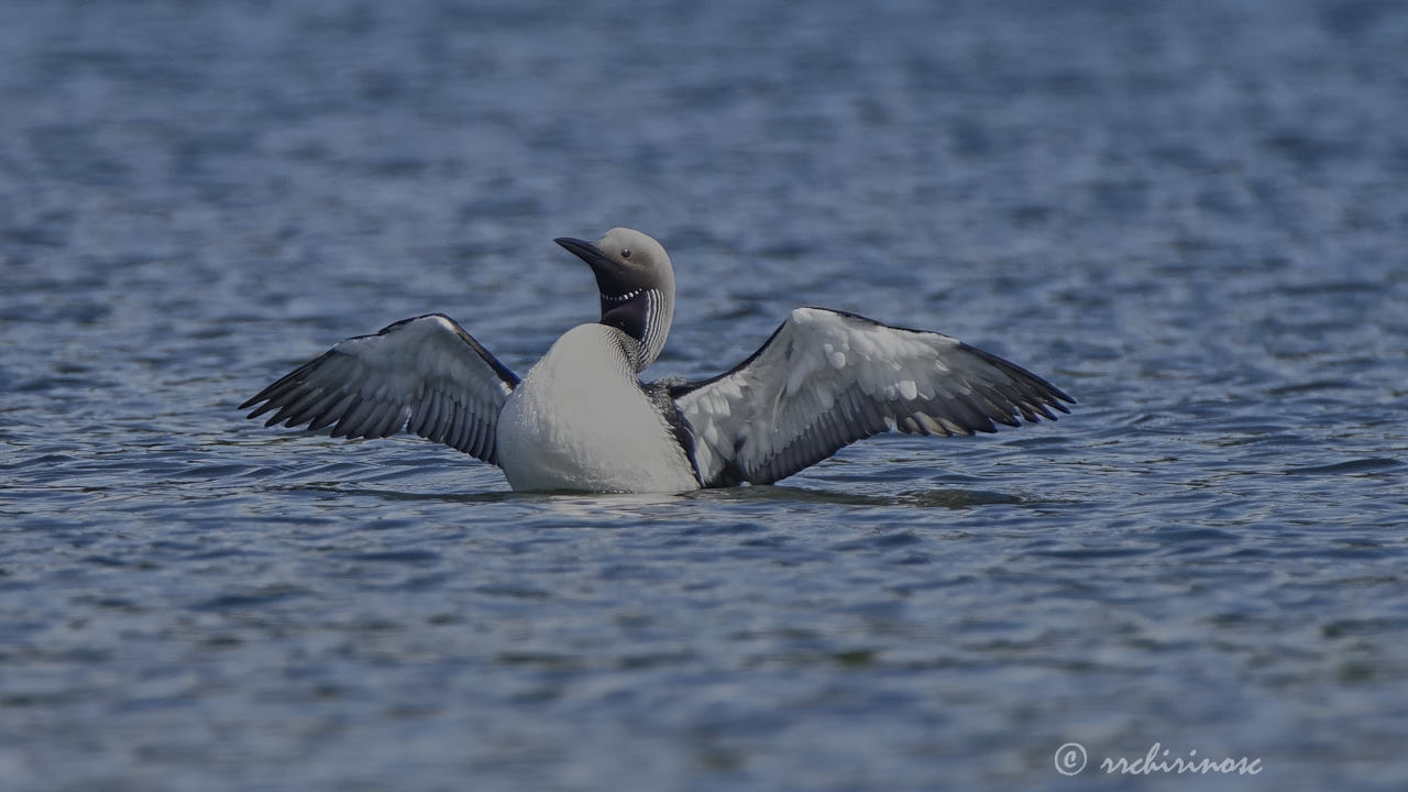 Arctic loon