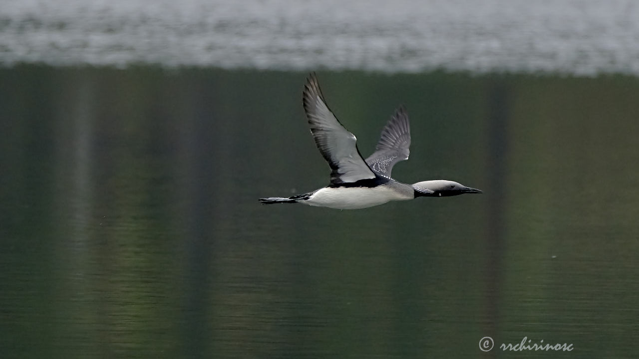 Arctic loon