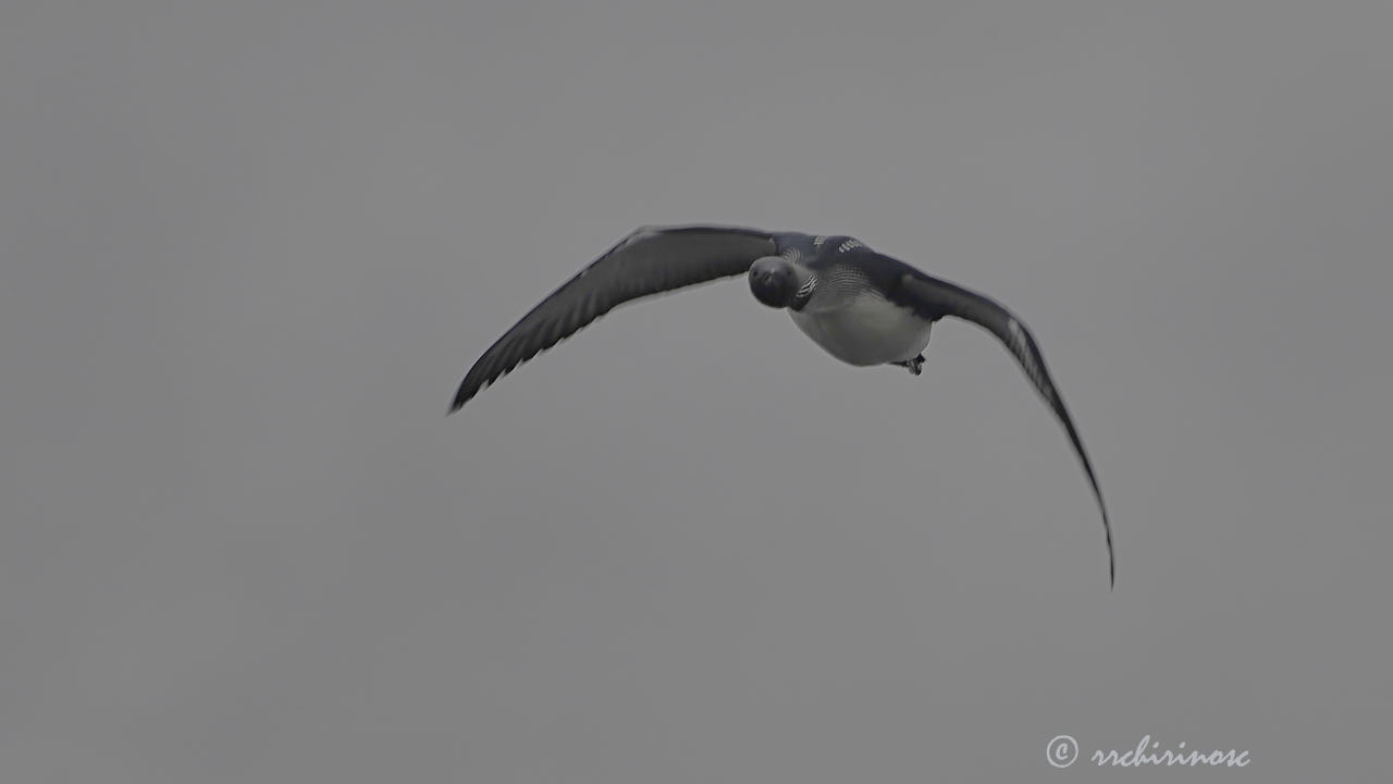 Arctic loon