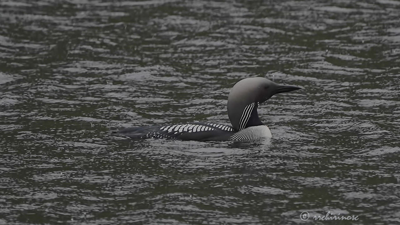 Arctic loon