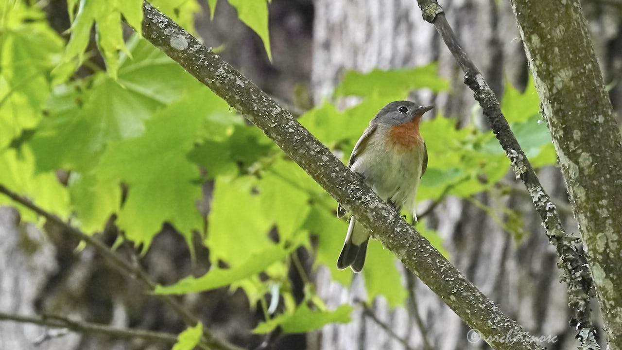 Red-breasted flycatcher