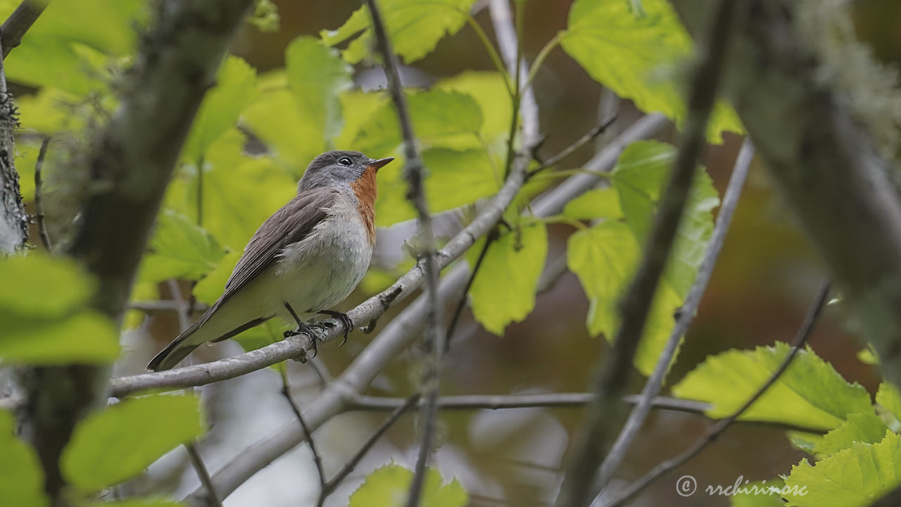 Red-breasted flycatcher