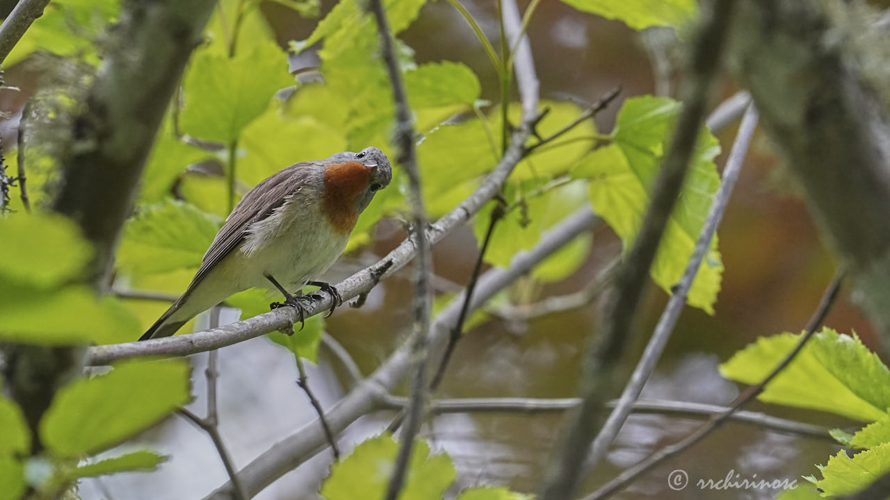 Red-breasted flycatcher