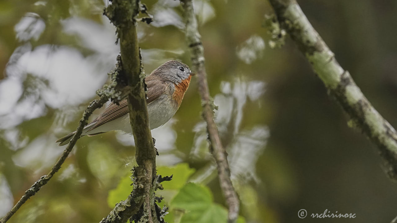 Red-breasted flycatcher