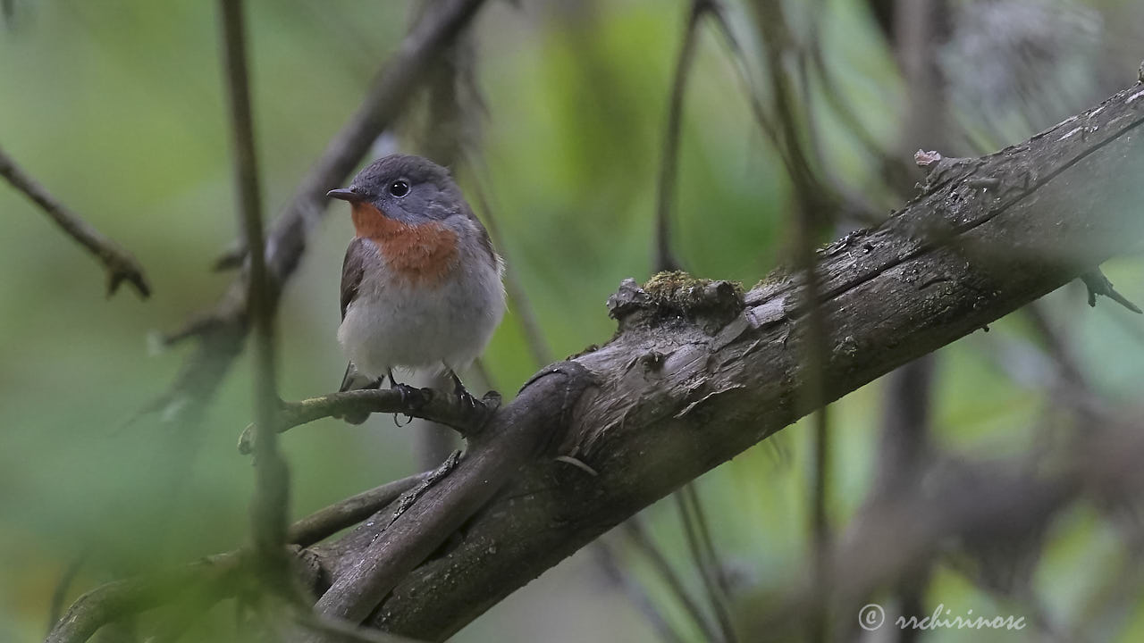 Red-breasted flycatcher