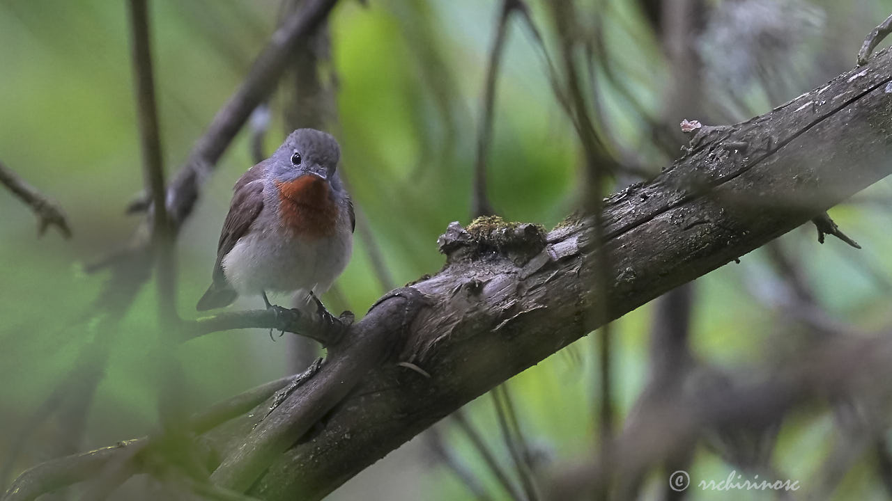 Red-breasted flycatcher