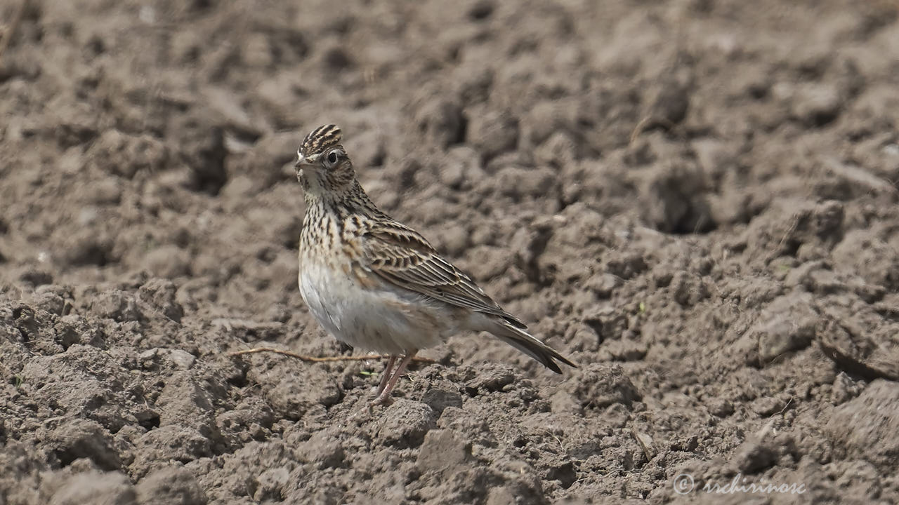 Eurasian skylark