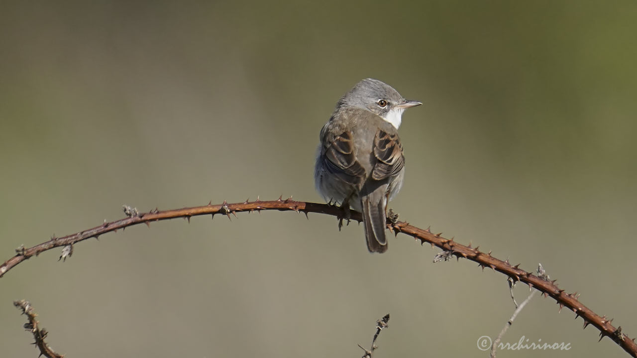 Greater whitethroat