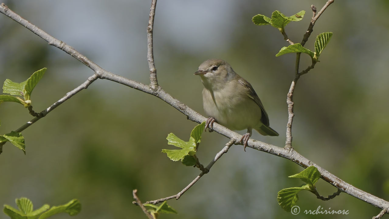 Garden warbler