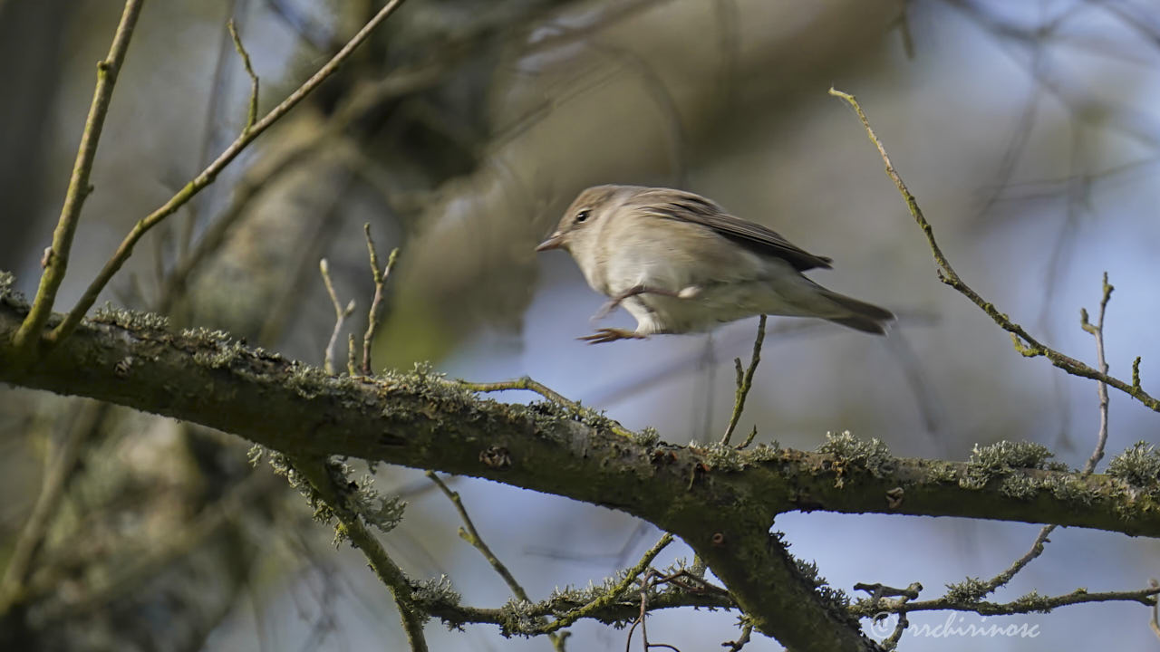 Garden warbler