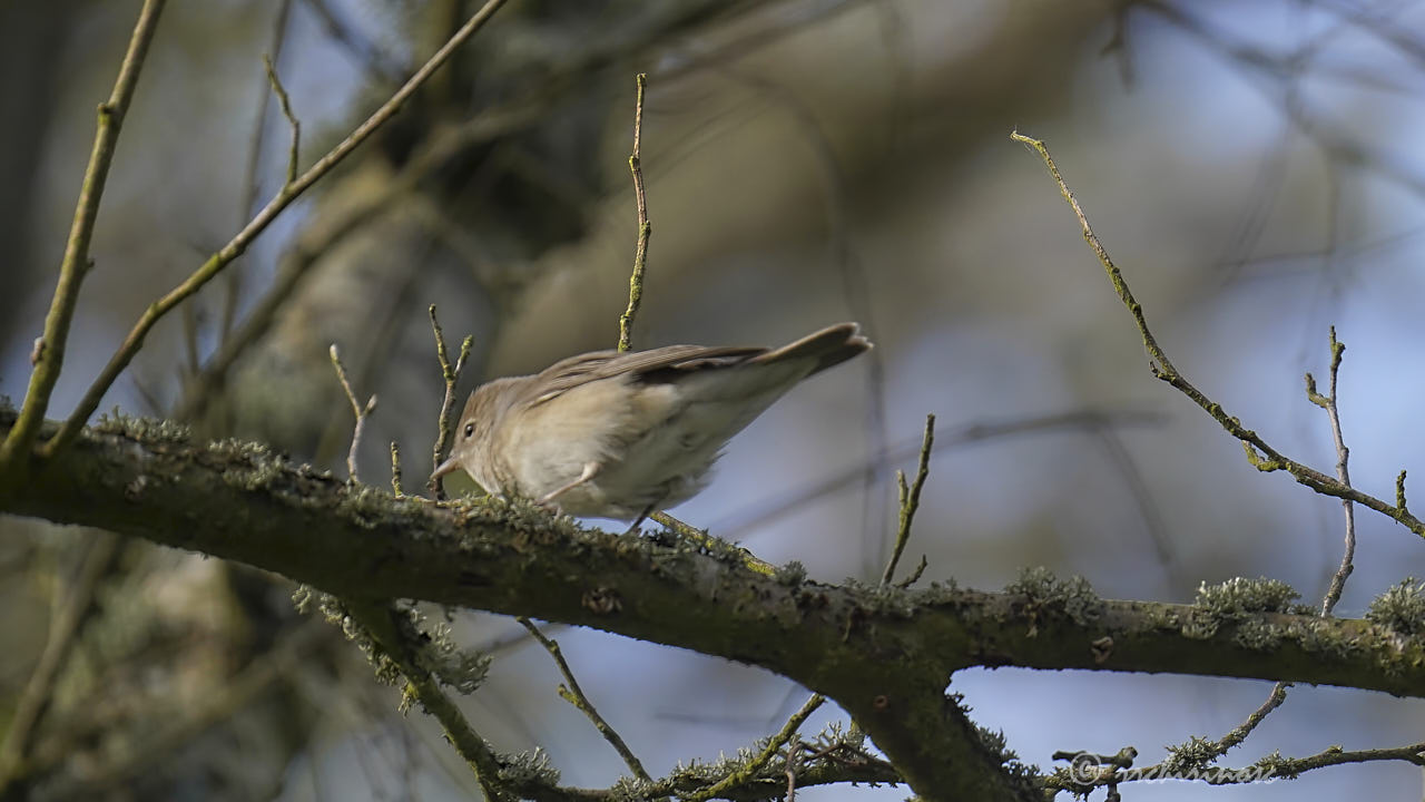 Garden warbler