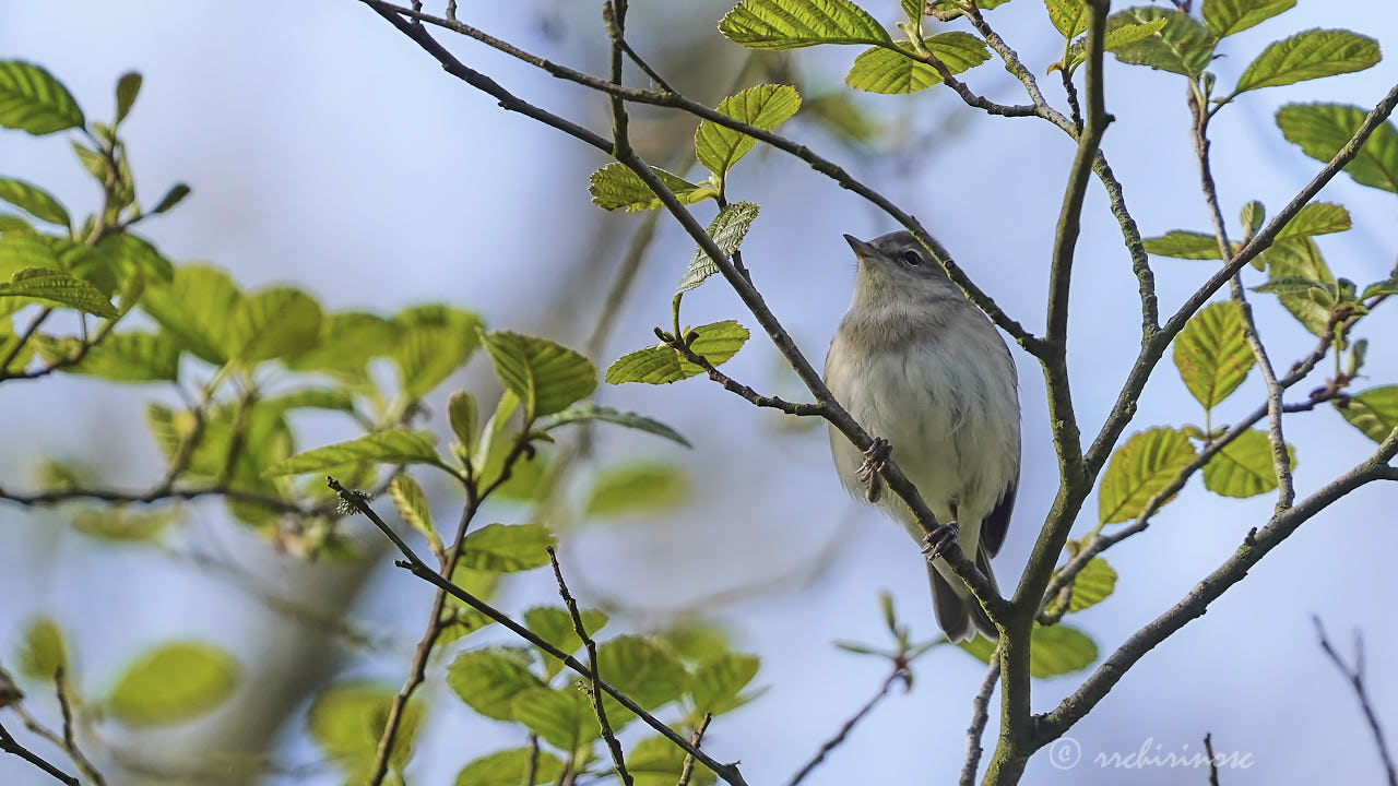 Garden warbler