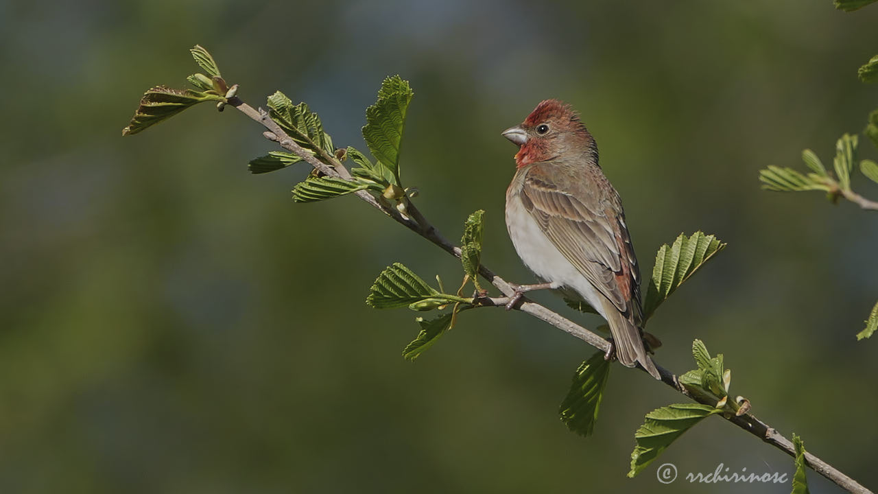 Common rosefinch