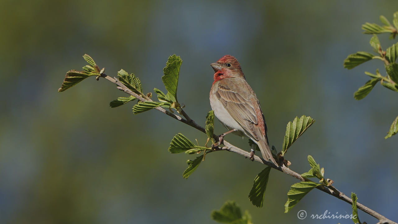 Common rosefinch