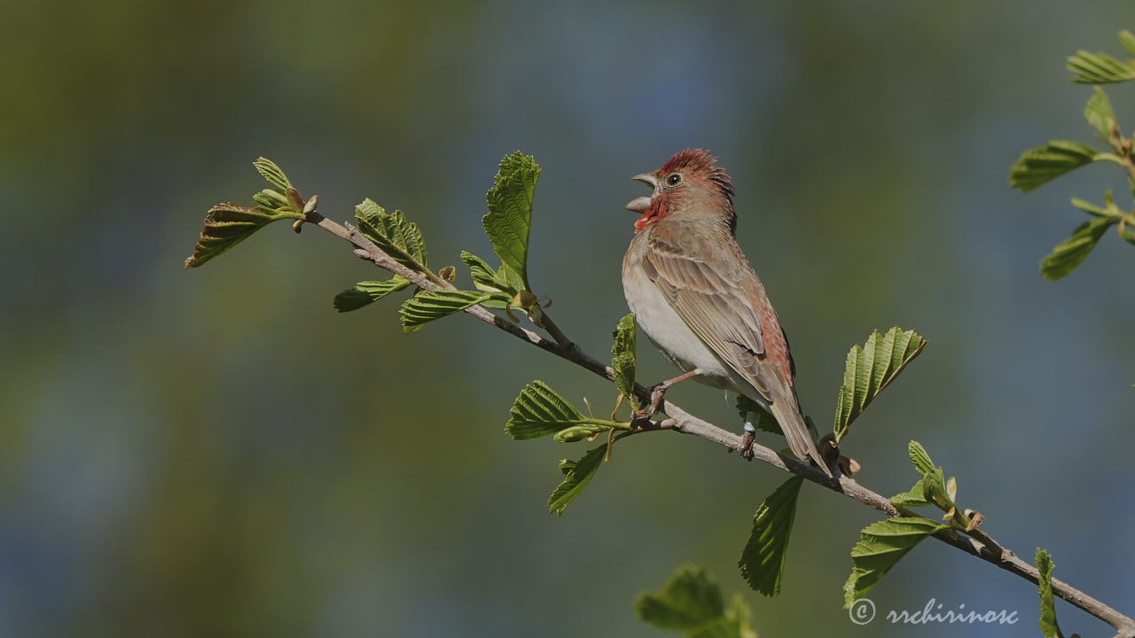 Common rosefinch