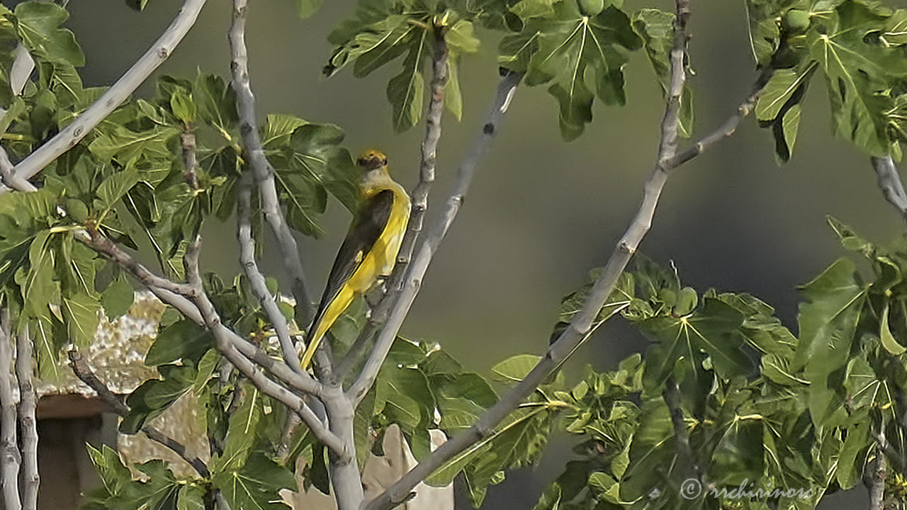 Eurasian golden oriole