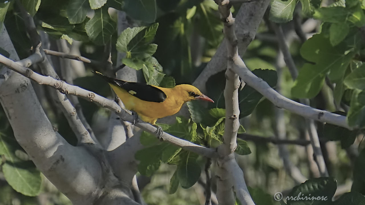 Eurasian golden oriole