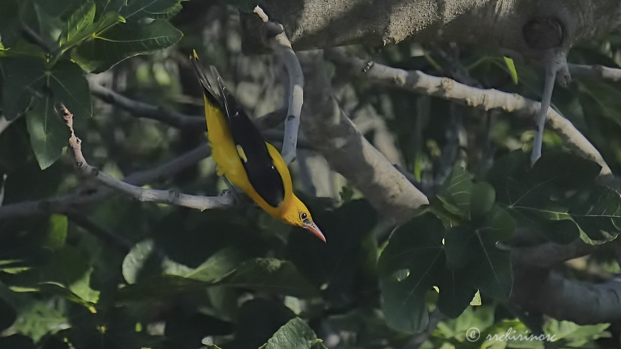 Eurasian golden oriole