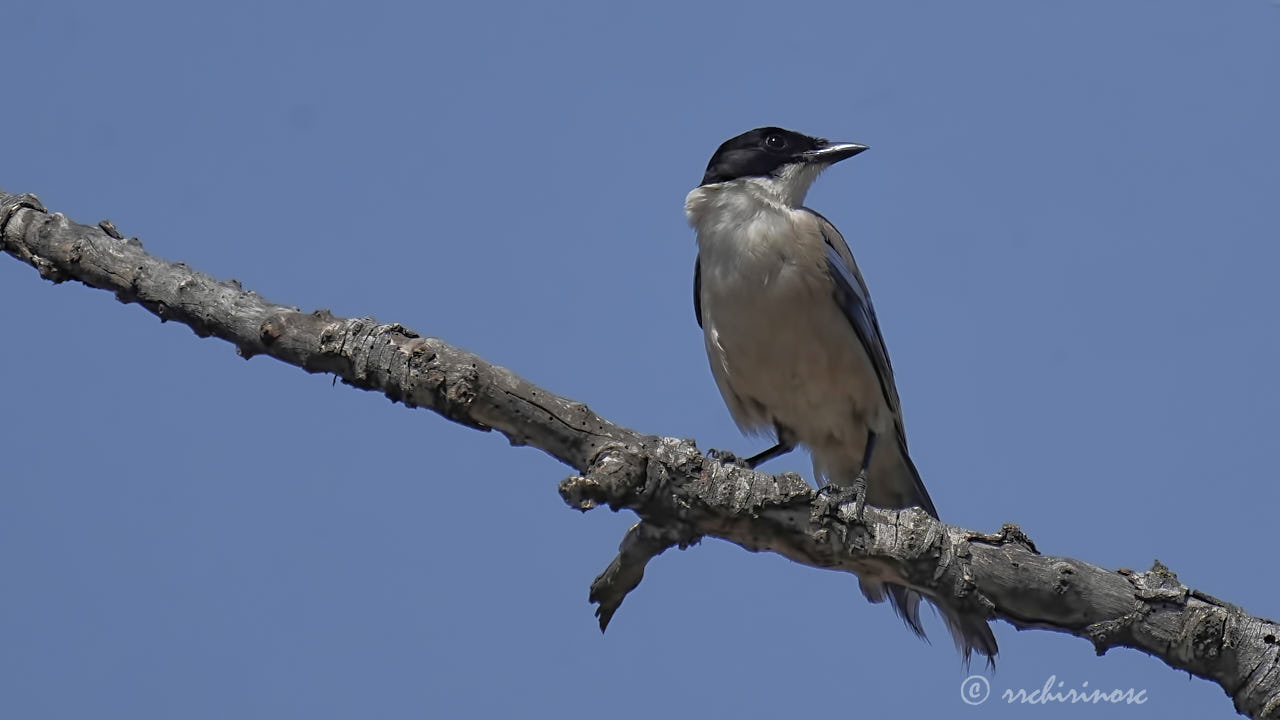 Iberian magpie