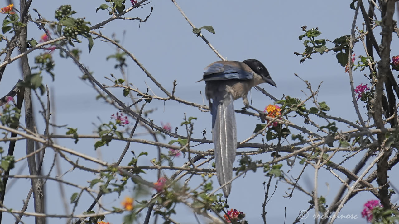 Iberian magpie