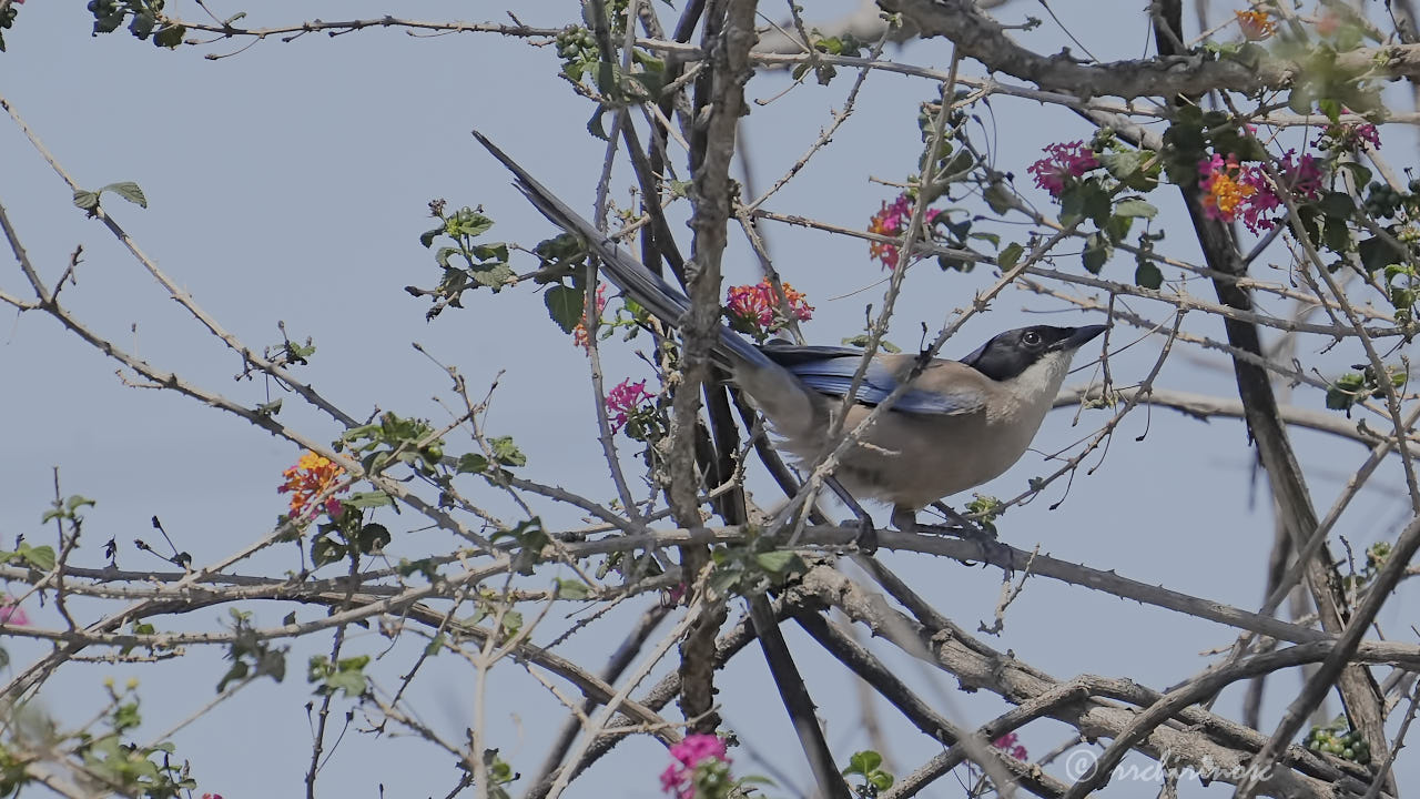 Iberian magpie
