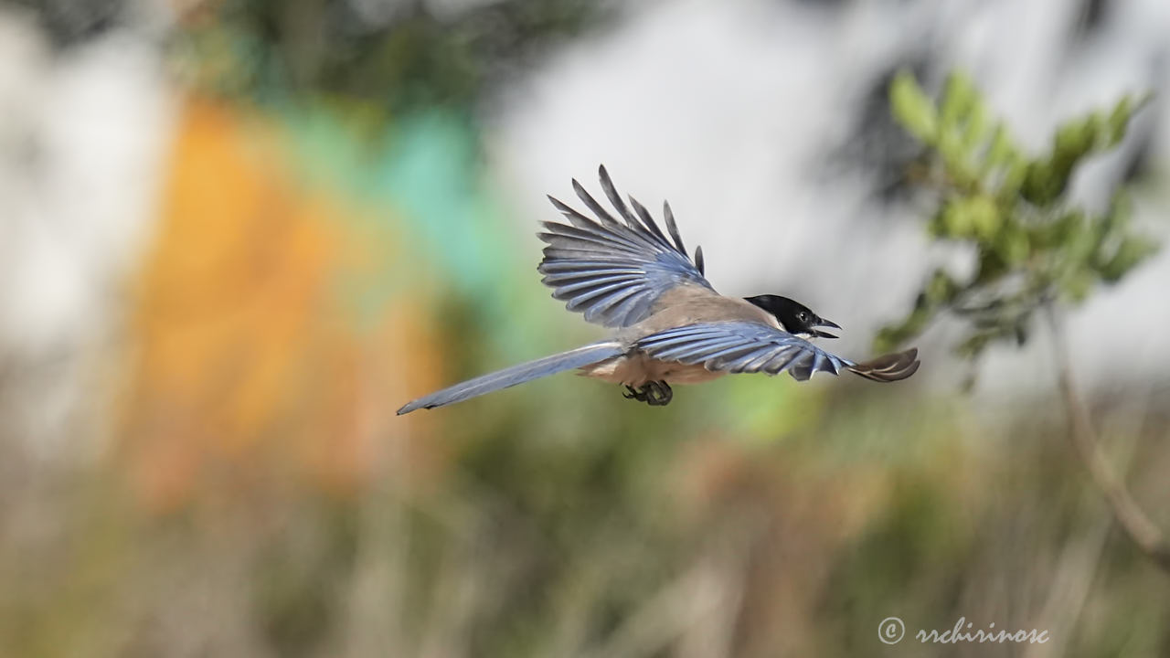 Iberian magpie
