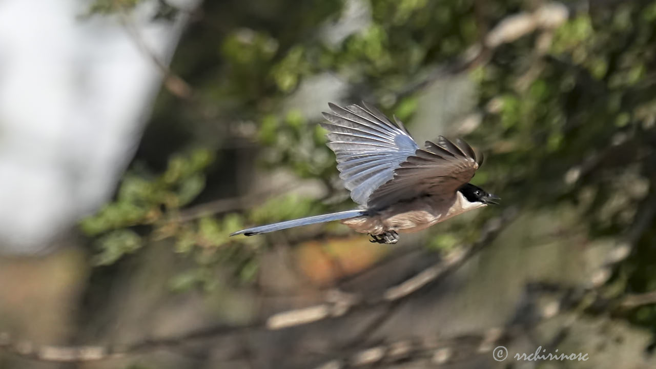 Iberian magpie