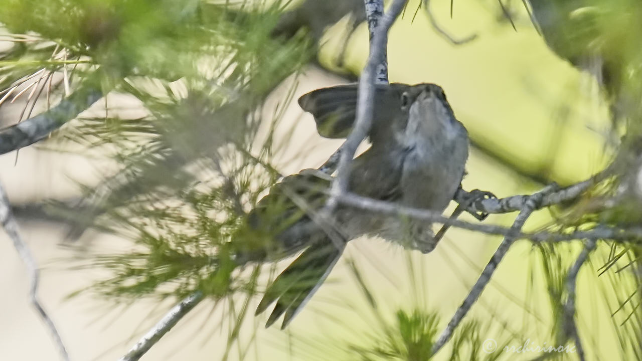 Western Bonelli's warbler
