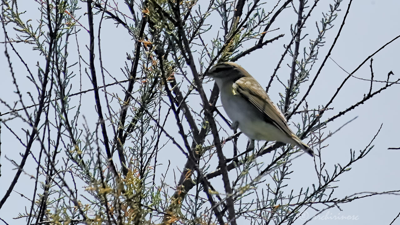 Western Bonelli's warbler