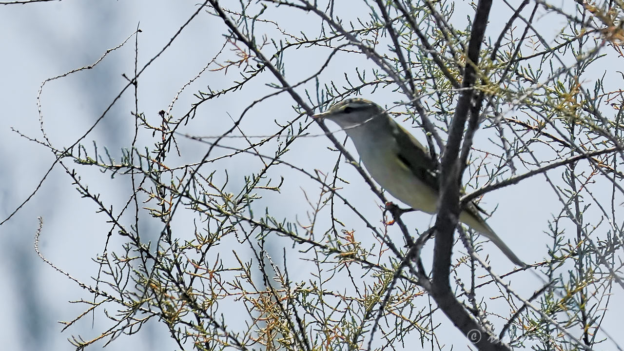 Western Bonelli's warbler