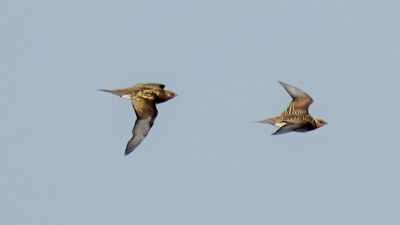 Pin-tailed sandgrouse