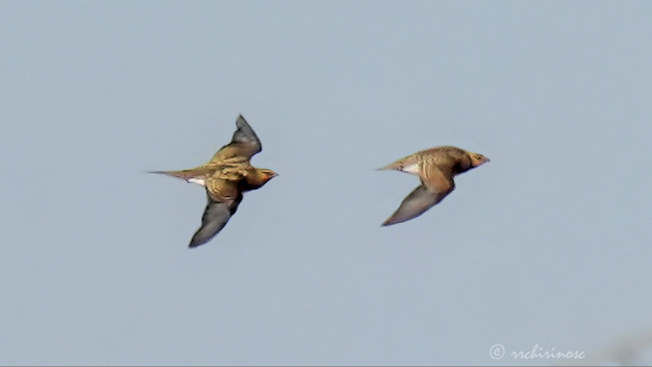 Pin-tailed sandgrouse