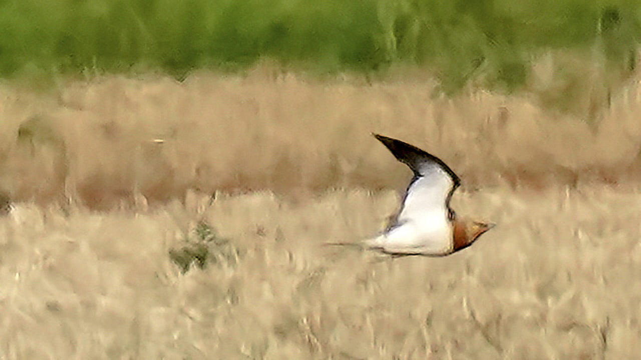 Pin-tailed sandgrouse