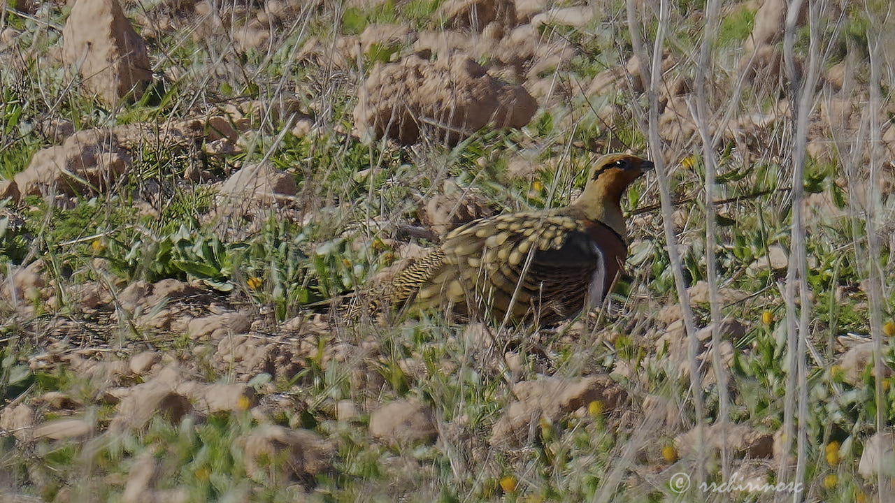 Pin-tailed sandgrouse