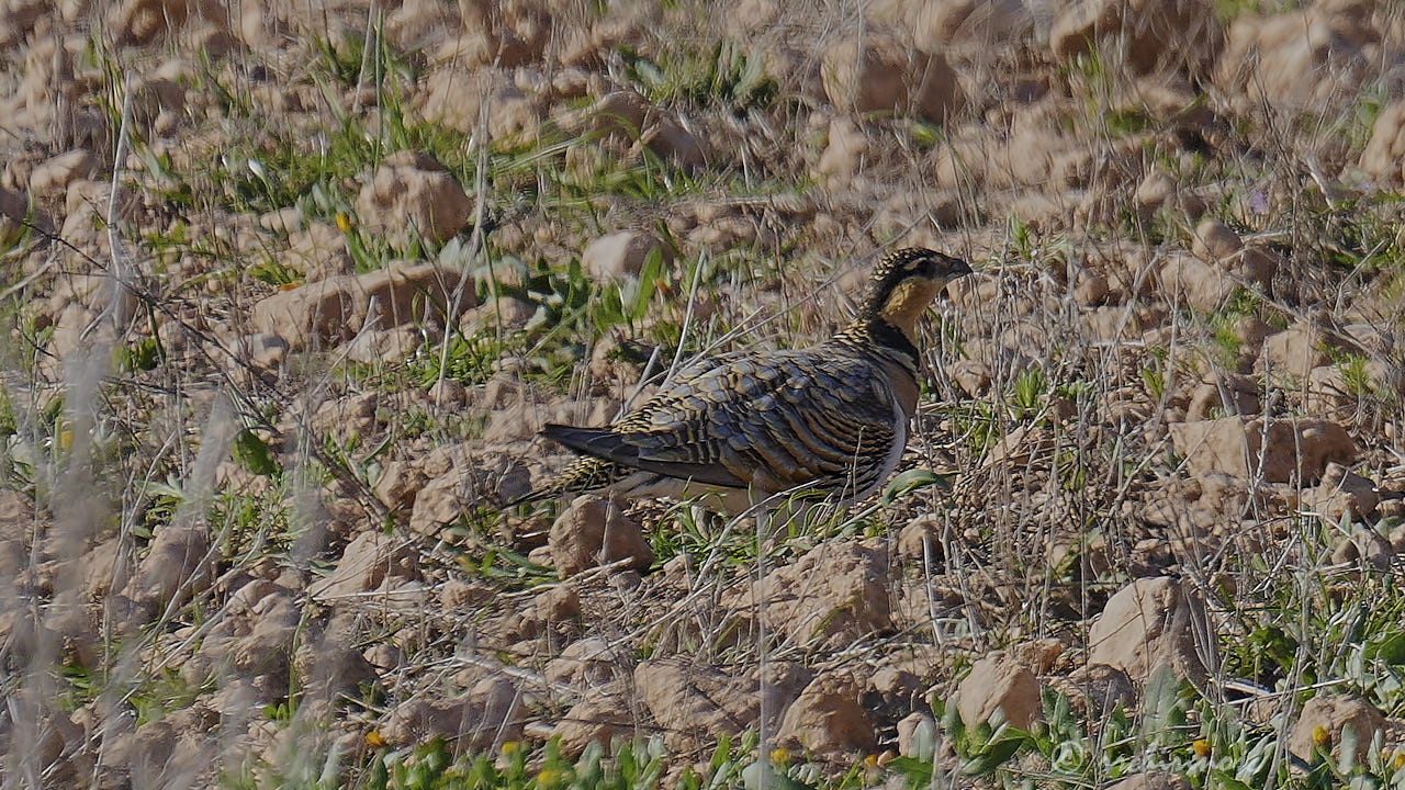 Pin-tailed sandgrouse