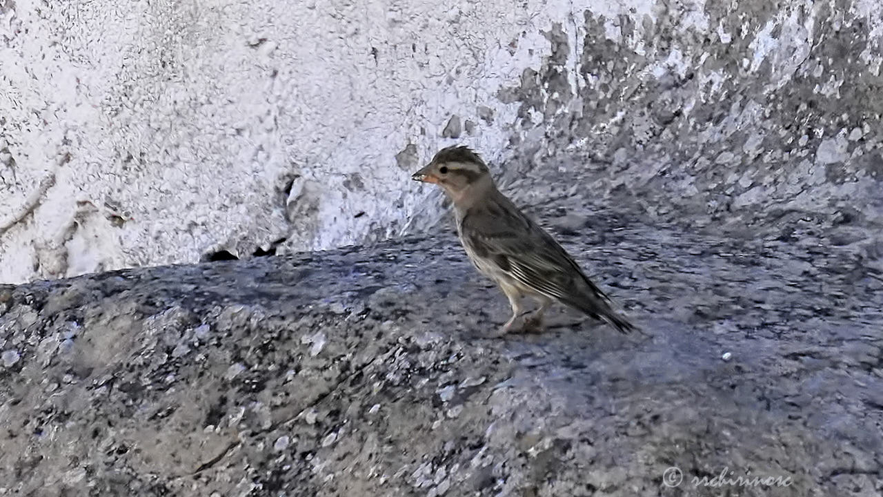 Rock sparrow