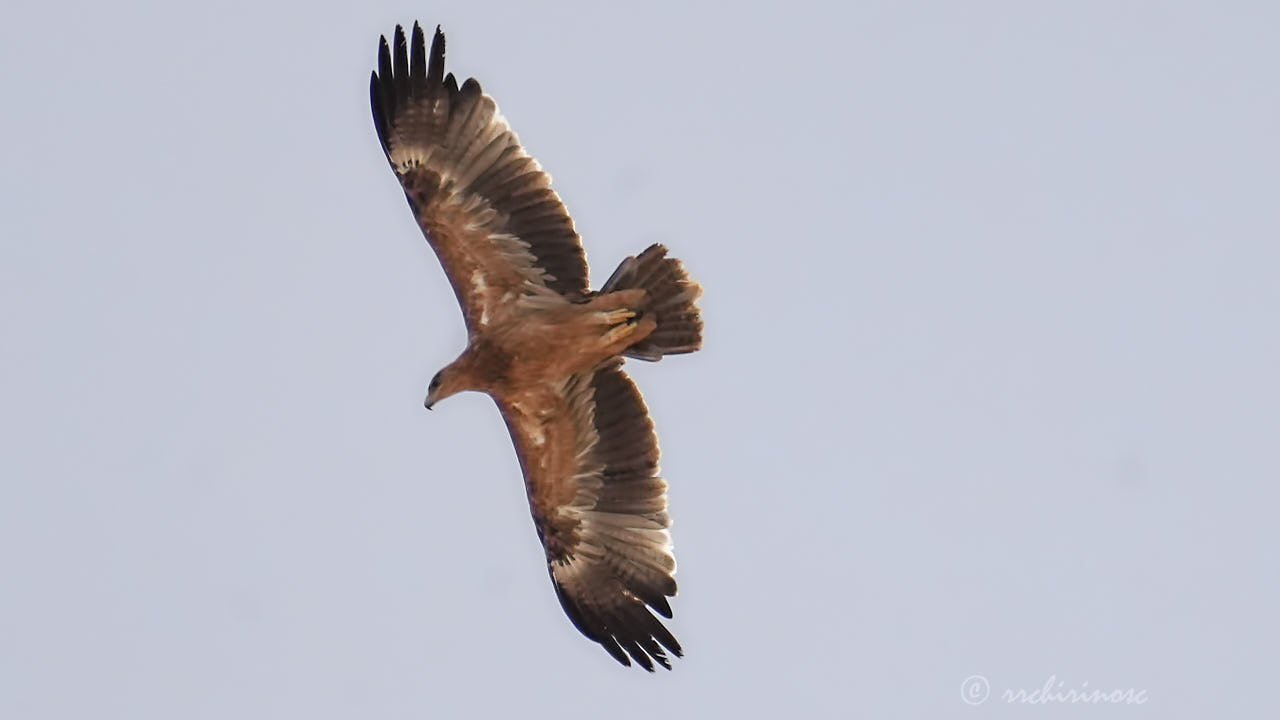 Spanish imperial eagle