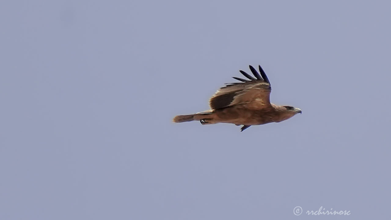 Spanish imperial eagle