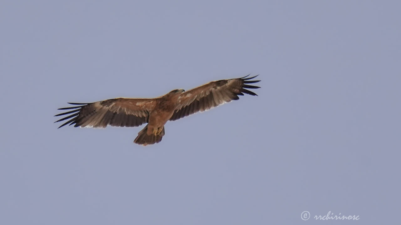 Spanish imperial eagle