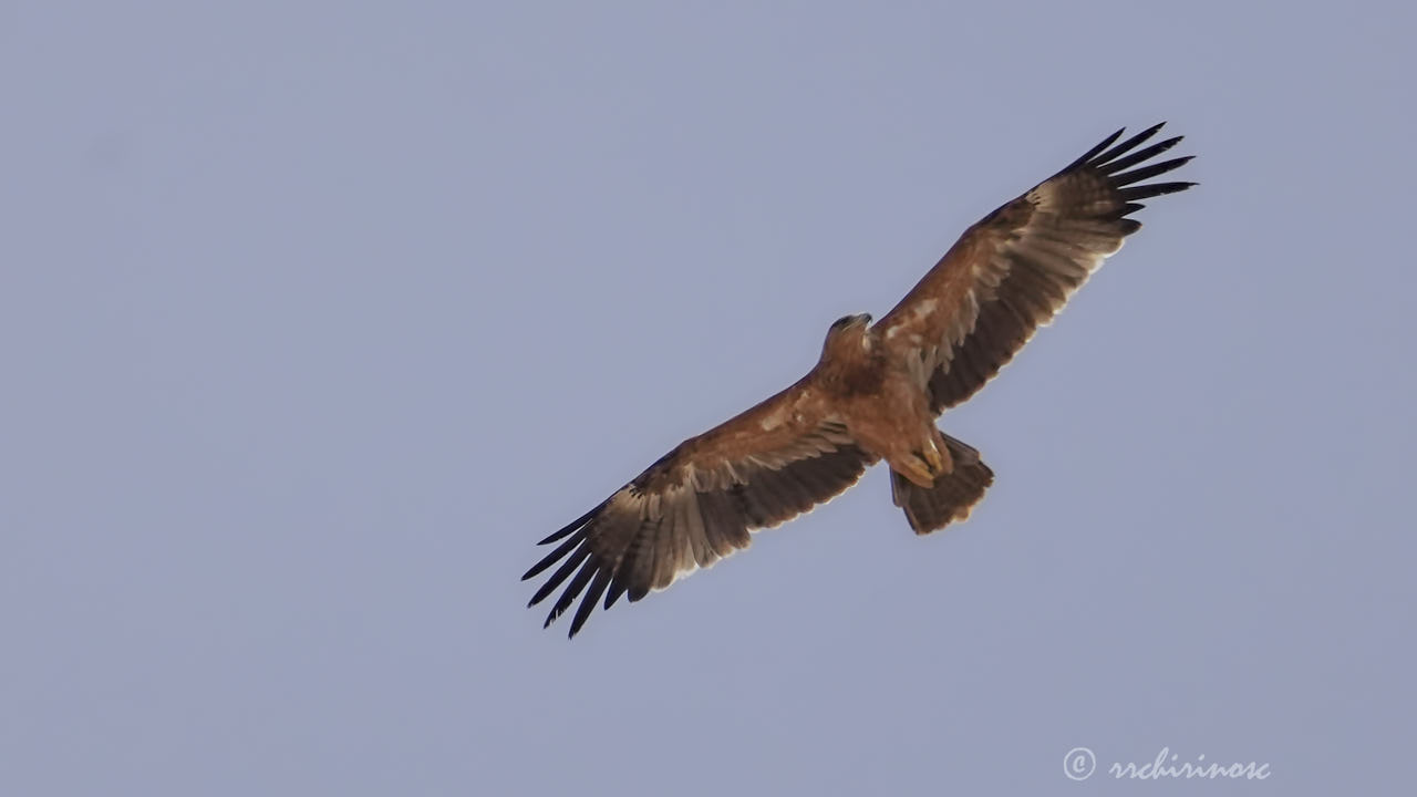 Spanish imperial eagle