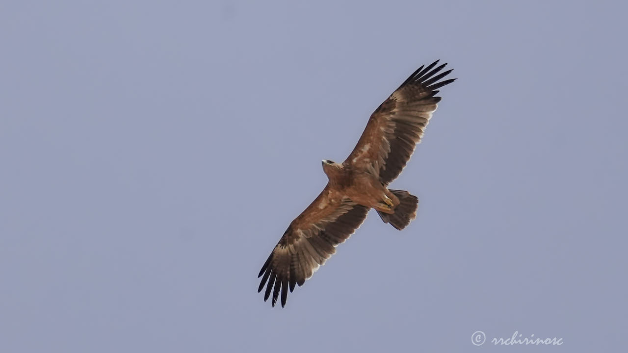 Spanish imperial eagle