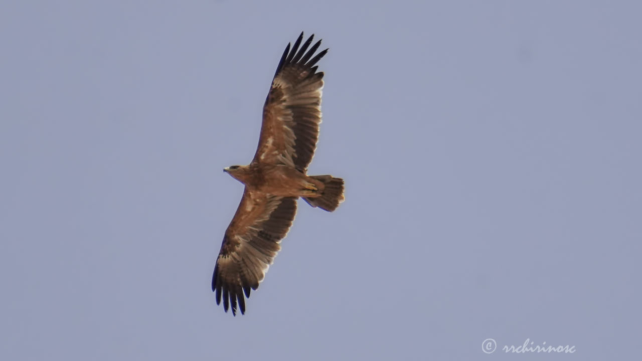Spanish imperial eagle