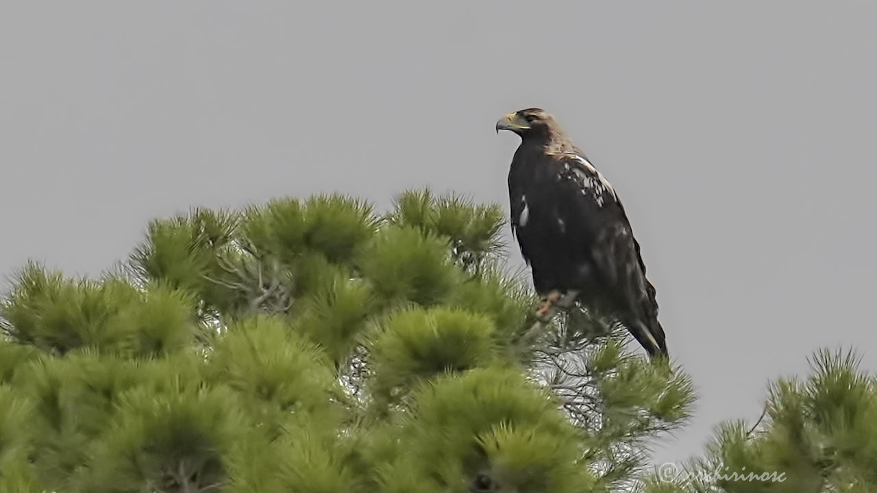 Spanish imperial eagle