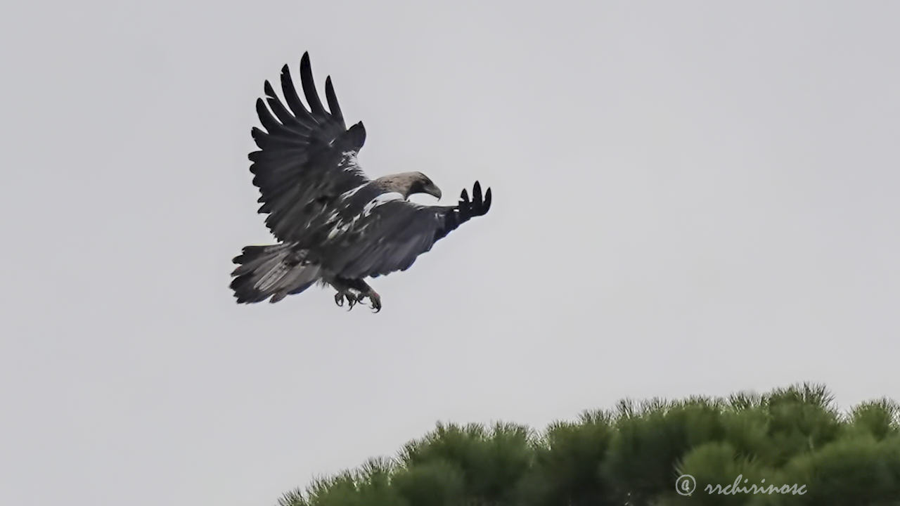 Spanish imperial eagle