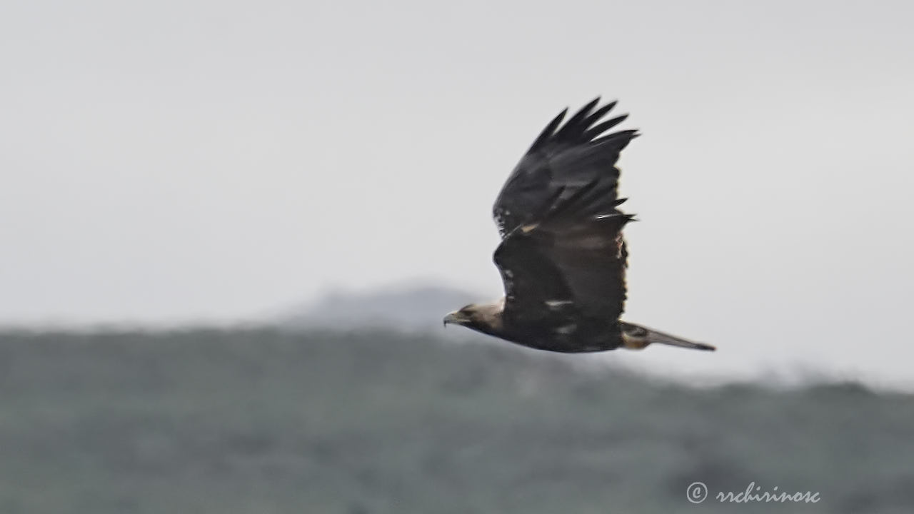 Spanish imperial eagle