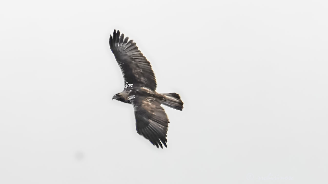 Spanish imperial eagle