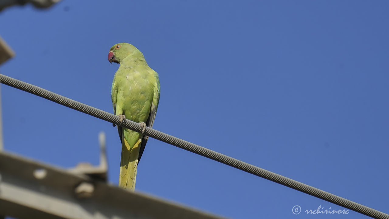 Rose-ringed parakeet