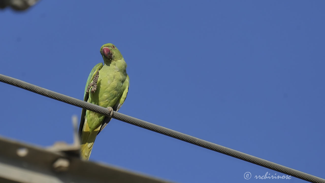Rose-ringed parakeet