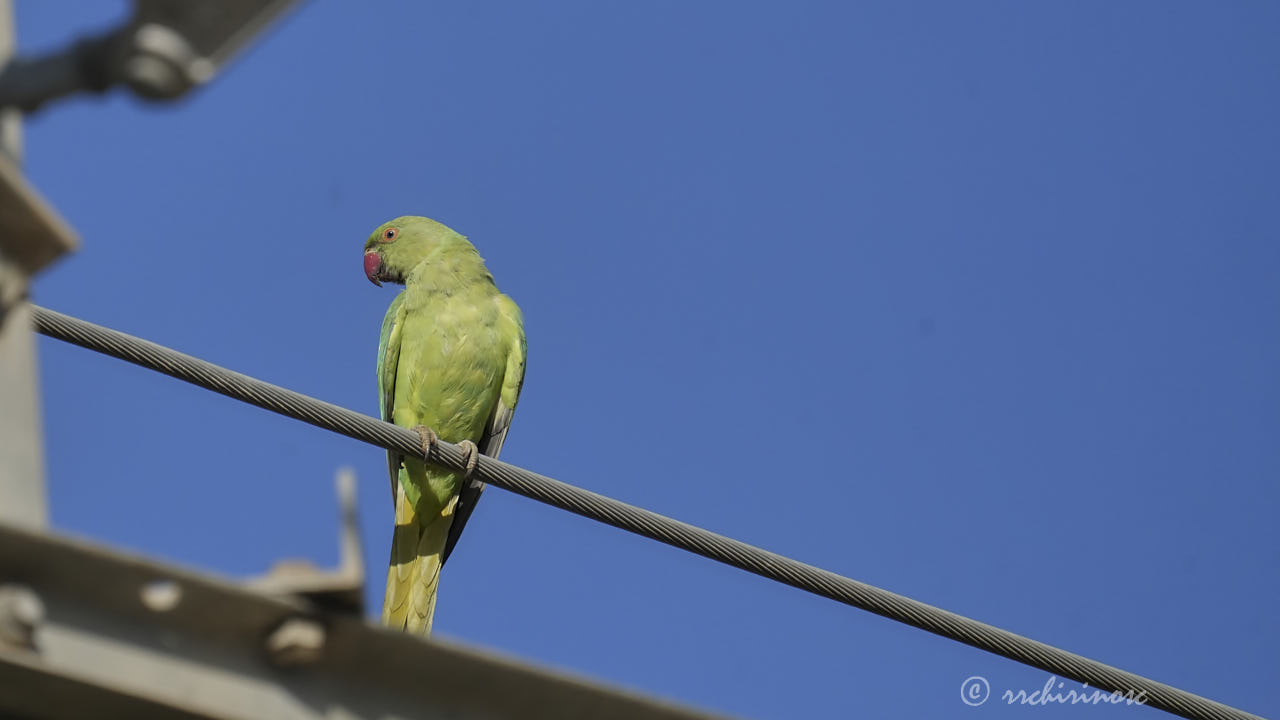 Rose-ringed parakeet