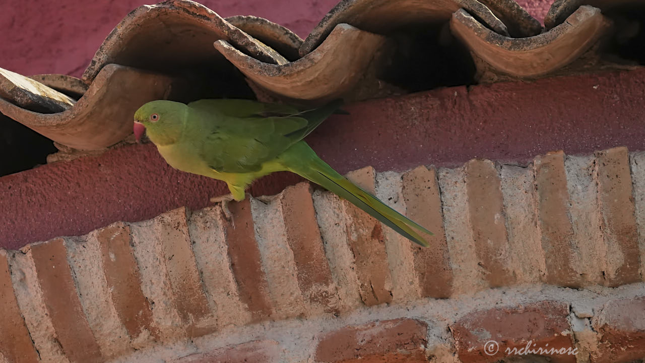 Rose-ringed parakeet